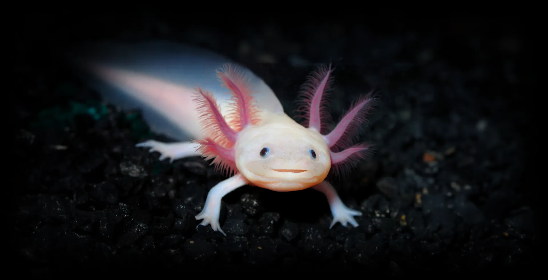 Imagem de fundo de Axolote - Poytara